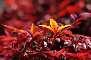 オタフクナンテンの新芽