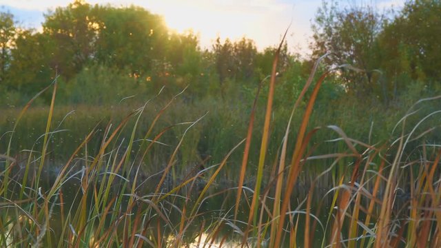 Gnus, mosquitoes or midges fly over the lake and reeds, sedge. Camera panning