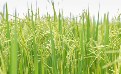 Green rice paddy on rice plant