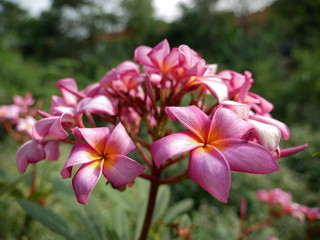 Plumeria, Frangipani, Temple tree are flowers  popular in Thailand. Multi color flower , bokeh background.