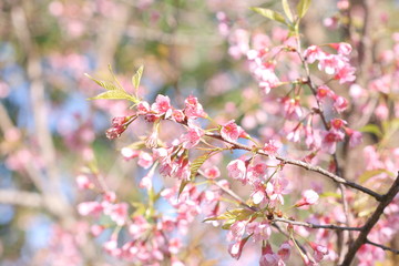 Pink Prunus cerasoides flower at Khun Sathan National Park, Nan, Thailand