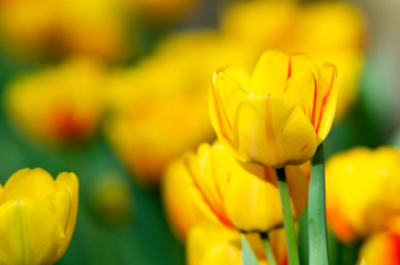 beautiful yellow tulips