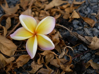 Plumeria, Frangipani, Temple tree are flowers  popular in Thailand. Multi color flower , bokeh background.