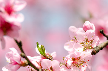 Fototapeta na wymiar beautiful peach blossom
