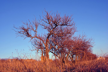 Elderberry without leaves row, meadow with withered grass, trees and fields in the horizon, cbright blue sky background