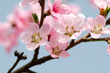 beautiful peach blossom