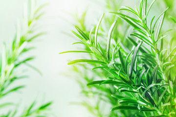 Rosemary plant in the garden. Culinary aromatic herb.