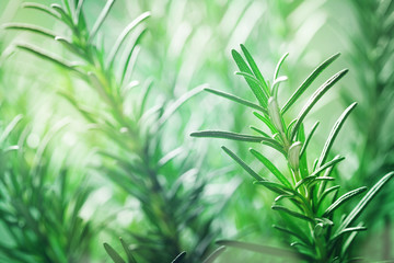 Rosemary plant in the garden. Culinary aromatic herb. © juliasudnitskaya