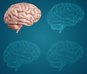 human brain. Vector set in different styles. meshe