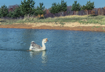 Geese on the Lake