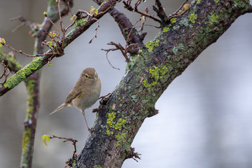 Çıvgın » Common Chiffchaff » Phylloscopus collybita