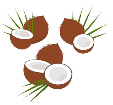 Coconut with half and leaves. Collection of diferent coconut. Vector illustration on white background