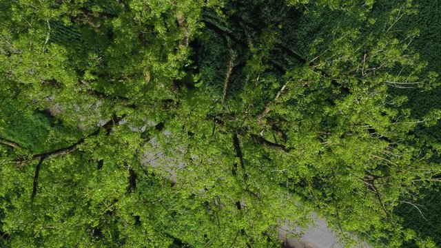 Aerial of a beautiful green tree in the summer in the middle of fields and nature with the drone flying up and turning