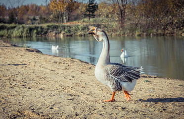 Obraz premium Geese on the Lake