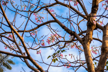 Pink trumpet tree flower blooming in valentine's day like sweet dream