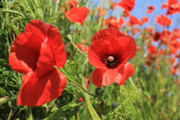 Fototapeta premium red poppies in a field