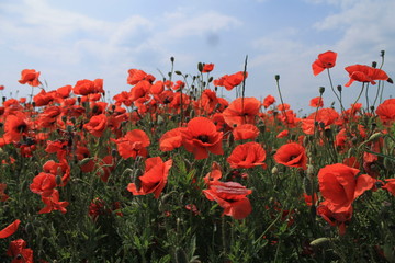 poppy field of poppies