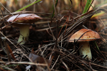 mushroom in the forest