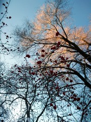 tree in berries