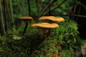 mushroom in forest