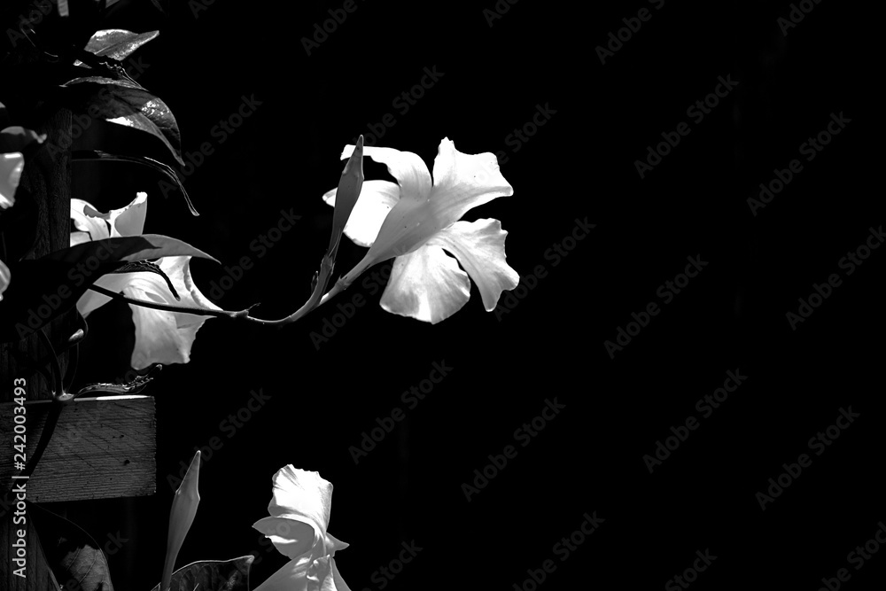 Wall mural flower on black background