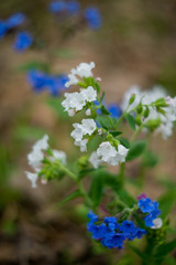 Spring natural background, Wallpaper: spring forest with blue flowers of Lungwort . Concept of early spring and primroses.