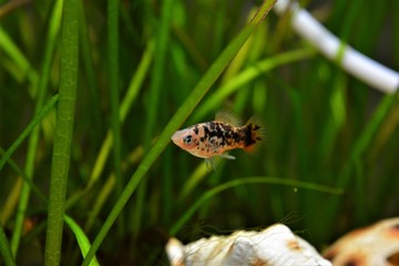 A fishbaby in an aquarium