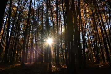 Fototapeta na wymiar sun shining through the trees in a forest