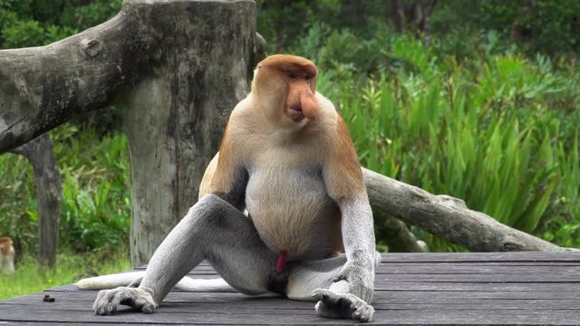Cinemagraph of Male Proboscis Monkey (Nasalis larvatus) Chewing Food. Endangered Endemic Borneo Animal