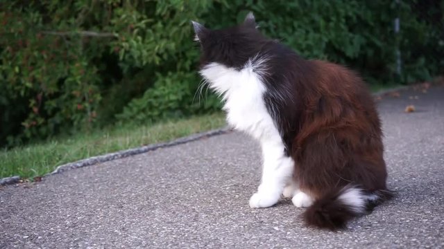 young cat on concrete floor, cleaning fur and playing, video