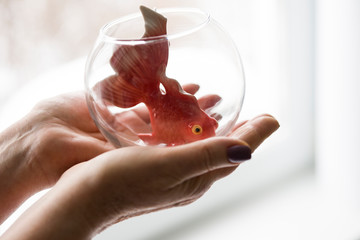 Hands holding a small round aquarium with a goldfish inside. The aquarium is a transparent flask, the fish is a ceramic product of red color. Copy space.
