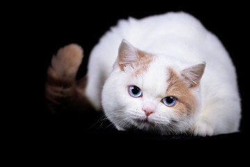 Blue eyes BKH Britisch Kurzhaar Katze- schwarzer Hintergrund