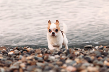 Little beautiful dog Chihuahua runs on the beach