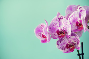 Branch of violet orchid on pastel blue background. Banner with copy space. Spring, woman day concept.