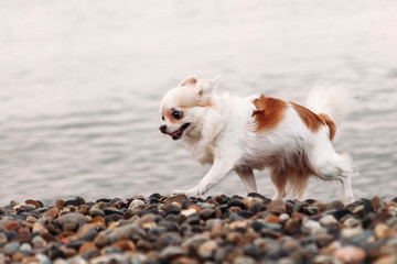 Naklejka na ściany i meble Little beautiful happy smiling dog Chihuahua runs on the beach
