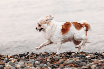 Little beautiful happy smiling dog Chihuahua runs on the beach