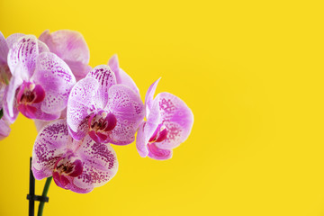 Branch of violet orchid on bright yellow background. Banner with copy space. Spring, woman day concept.