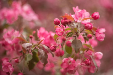 Apple tree branch in bloom with pink flowers in spring orchard
