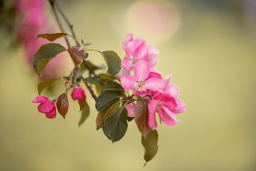 Apple tree branch in bloom. Pink color. 