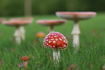 Champignons