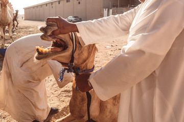 Camel market in Al Ain