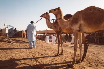 Abwaschbare Fototapete Kamel Camel market in Al Ain