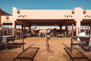 Camel market in Al Ain