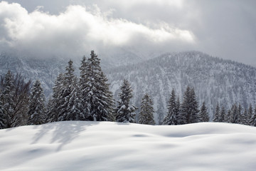 Sunlight over untouched snow and fir trees