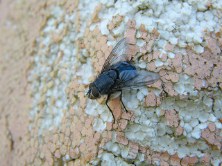 mosca
