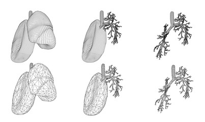 Vector set 3D lungs and bronchus. Isolated on white background. Element for medical design.