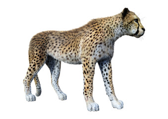 3D Rendering Big Cat Cheetah on White