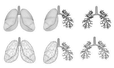 Vector set 3D lungs and bronchus. Isolated on white background. Element for medical design.