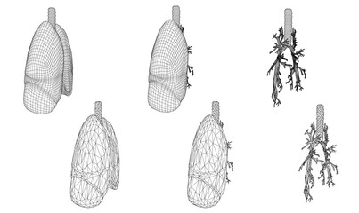 Vector set 3D lungs and bronchus. Isolated on white background. Element for medical design.