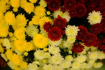 Colorful autumn flowers with view from above in closeup